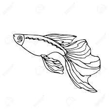They're a species that not many people pay attention to, but that's something we've never understood. Swimming Decorative Aquarium Fish Guppy With Big Tail Royalty Free Cliparts Vectors And Stock Illustration Image 141583315