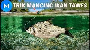 Mau Tau Tips Mancing Ikan Tawes Terbaik Cekidot Gan Youtube