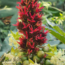 Image result for Ricinus