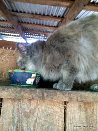 Welcome in natura picta ;) youll find lovely prints for your home dont forget to take.title: How To Raise A Barn Cat Right Countryside