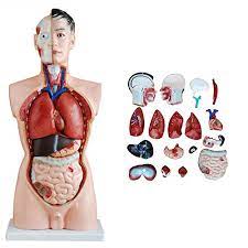 Huge collection, amazing choice, 100+ million high quality, affordable rf and rm images. Amazon Com Superdental 85cm Male Torso Anatomical Model Skeleton Life Size Medical Anatomy Human Body Model Biological Anatomy 19 Parts Industrial Scientific