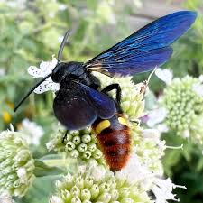 Image result for Scolopia mundii