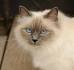 Siamese Cat Breed Information: Behavior, Pictures and Care ...