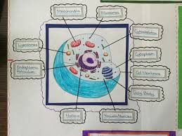 Maybe you would like to learn more about one of these? Animal Cell Drawing By Silverdiamondx On Deviantart