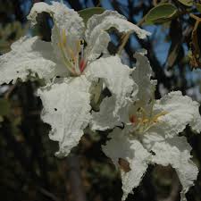 Image result for Bauhinia macrantha
