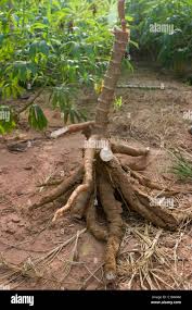 Image result for Manihot esculenta