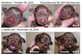 Mini dachshund puppies for sale: Akc Mini Dachshunds For Sale In Milford Connecticut Classified Americanlisted Com