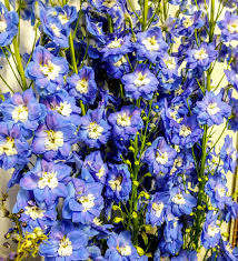 Jody was born and raised in nashua nh. Fortin Gage Flowers Gifts Fortingage Twitter