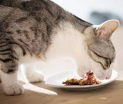 Cat's certainly have a mind of their own, and they don't care. How To Give A Cat A Pill