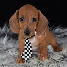 Welcome to our website.we breed miniature and tweenie size dachshunds in a variety of colors and patterns. Dachshund Puppies For Sale In Pa Dachshund Puppy Adoptions