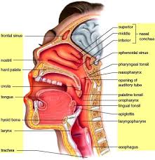 Removes and traps pathogens and particulate matter from the inspired air. The Respiratory System The Respiratory Tract Respiratory System Human Anatomy And Physiology Nasal Cavity