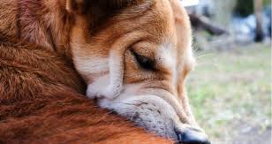 Infection (bacterial, yeast or fungal) ringworm (fungal infection) My Dog Is Biting The Base Of Her Tail But Has No Fleas Petcoach