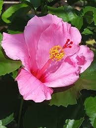 Image result for Hibiscus calyphyllus