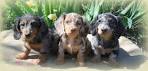 Dachshund For Sale in Virginia - Hoobly Classifieds
