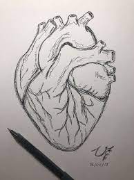 Pin By Teryn Nelson On Draw Draw Draw In 2020 With Images Human Heart Drawing Pencil Art Drawings Heart Drawing