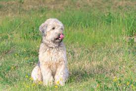 It makes a great watchdog. How Much Does A Soft Coated Wheaten Terrier Cost
