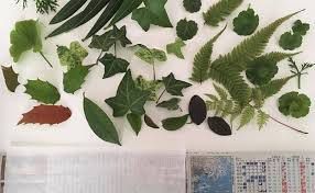 葉っぱだけでもかわいい 押し葉の作り方とアレンジアイデア Lovegreen ラブグリーン