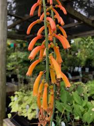 Image result for Kniphofia thomsonii