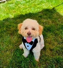 Support for america's favourite pet contest