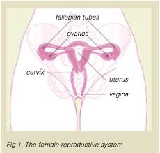 Some studies also suggest that using ht after menopause may slightly increase ovarian cancer risk. Managing Your Risk Of Breast And Ovarian Cancer Westmead Bci