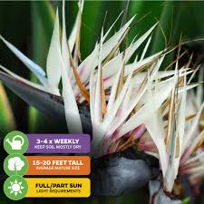Image result for Strelitzia alba