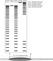 Investigation dna proteins and mutations answers : Dna Footprinting An Overview Sciencedirect Topics