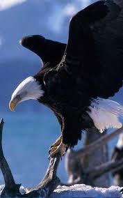 Wallpapers are available for download in eight sizes. Cool Eagle Wallpapers Top Free Cool Eagle Backgrounds Wallpaperaccess