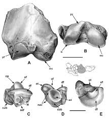 Image result for Paratheria