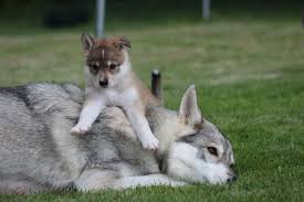 Tamaskans are large, athletic dogs; Breeder Of Aurora Colorado Springs Where Are In Colorado With Other Animals For Sale Tamaskan Owners Adoption And Tamaskan Club Our Quality Play Tamaskan Dog