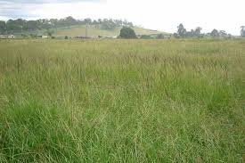 Image result for Sporobolus natalensis