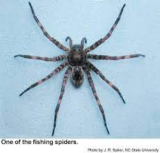 If it starts with the same amount of air from the surface, but builds a â€˜diving bellâ€™ web several feet deeper, then it can stay down for a much shorter time before it has to replenish the air bubbles. Fishing Spiders And Wolf Spiders Nc State Extension Publications