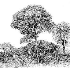 Image result for Brachystegia spiciformis