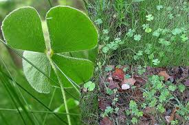 Image result for Marsileaceae