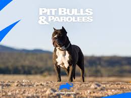 If interested, please email pitbulladoptions@gmail.com. Watch Pit Bulls And Parolees Season 1 Prime Video