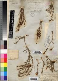 Image result for Menodora africana