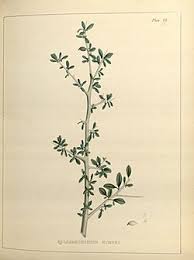 Image result for Commiphora fulvotomentosa