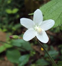 Image result for Hibiscus lobatus