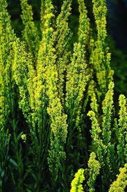 Image result for Solidago