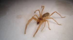 Camel spiders are often associated with middle eastern deserts thanks to popular chain letters that began circulating during the persian gulf war and the iraq war. 87 Beste Camel Spider Bilder Stock Fotos Vektorgrafiken Adobe Stock