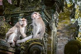 So my friends and i decided to go on the monkey app late at night and some wild freaky things happened. Visiting The Ubud Monkey Forest In 2021 Safety Guide Daily Travel Pill