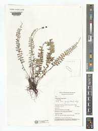 Image result for Asplenium dregeanum