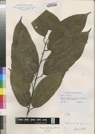 Image result for Landolphia letestui