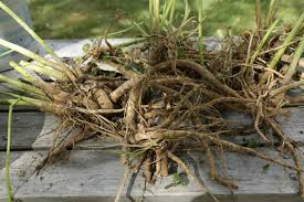 This plant has been used in beverages, desserts, candies, cosmetic creams, and was the root of the original marshmallow. Marshmallow Root The Soft Cure Heartstone Center For Earth Essentials