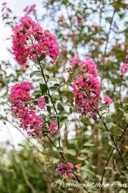 Bees butterflies other beneficial insects: Crepe Myrtle Gardening From House To Home