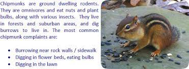 How To Keep Chipmunks Away From Your House Or Yard