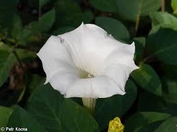 Image result for Datura ferox