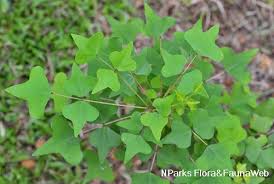 Image result for Polycarpaea eriantha