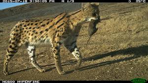 Animals have the body and organ structure to adapt to. Serval Sanbi