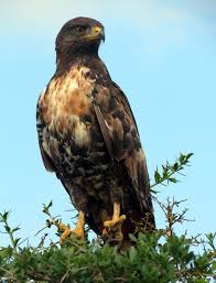 Come and get a close up view of how raptors fly and hunt. Buzzard Bird Of Prey South Africa National Park Nature Bird Animal Raptor Animal Wildlife One Animal Pxfuel