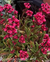 Image result for Crassula alsinoides